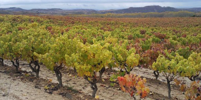 Descubre en piragua la Rioja Alavesa y sus vinos
