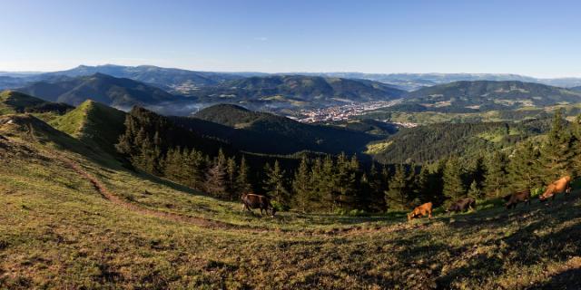 Aiaraldea