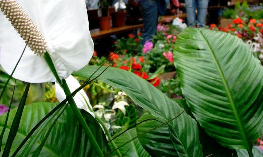 Arenal flower market