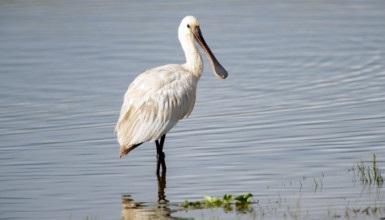 Eurasian spoonbill (CC BY-3.0-ES 2012/EJ-GV/Irekia-Gobierno Vasco/Mikel Arrazola)
