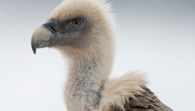 Griffon vulture (CC BY-3.0-ES 2012/EJ-GV/Irekia-Gobierno Vasco/Mikel Arrazola)