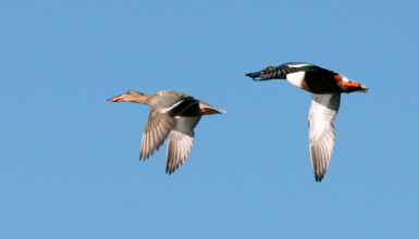 Northern shoveler (CC BY-3.0-ES 2012/EJ-GV/Irekia-Gobierno Vasco/Mikel Arrazola)