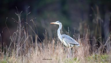 Grey heron (CC BY-3.0-ES 2012/EJ-GV/Irekia-Gobierno Vasco/Mikel Arrazola)