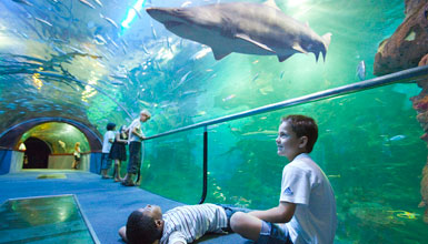 Aquariuma